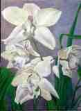 Don Gentle, white cymbidiums